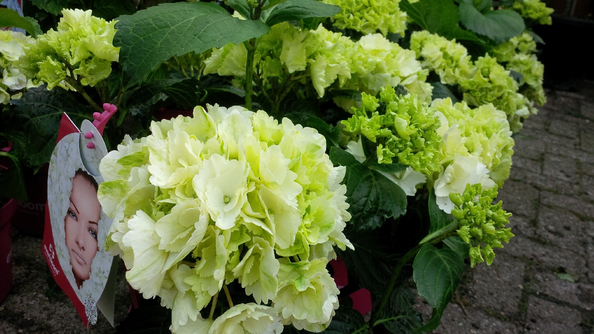 Verbrande Bloemen Hortensia Verwijderen Bloemen