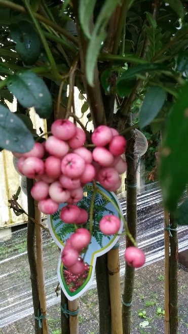 Jan den Hertog Tuinplanten Boskoop Jan den Hertog Tuinplanten Boskoop