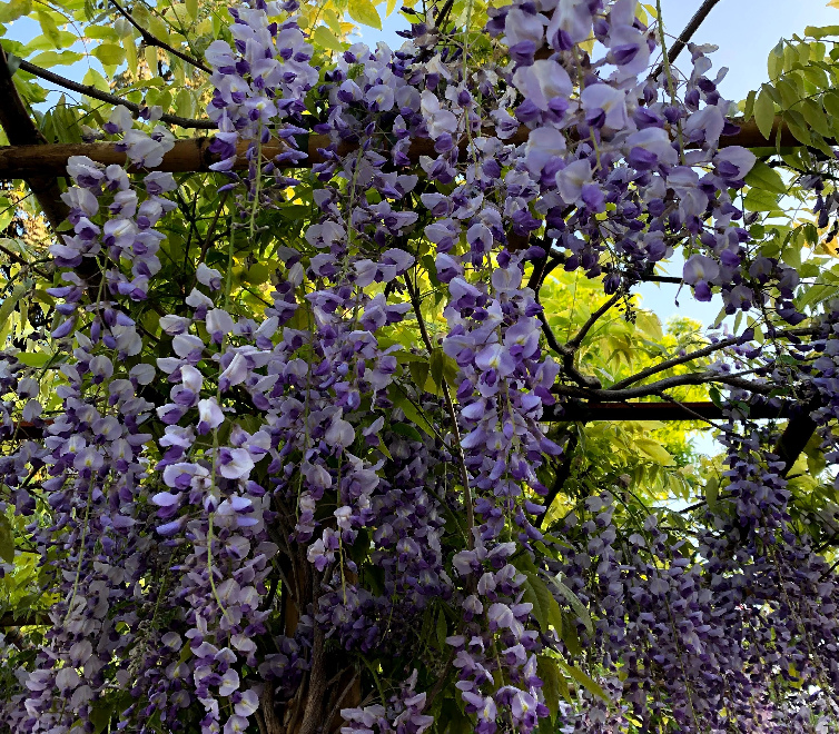 blauwe regen kopen boskoop jan den hertog tuinplanten boskoop blauwe regen kopen boskoop jan den hertog tuinplanten boskoop