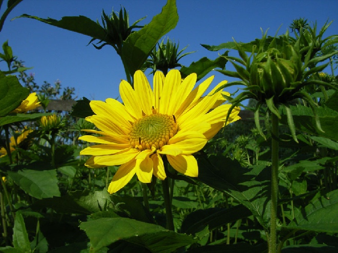 gele hoge bloemen jan den hertog tuinplanten boskoop gele hoge bloemen jan den hertog tuinplanten boskoop