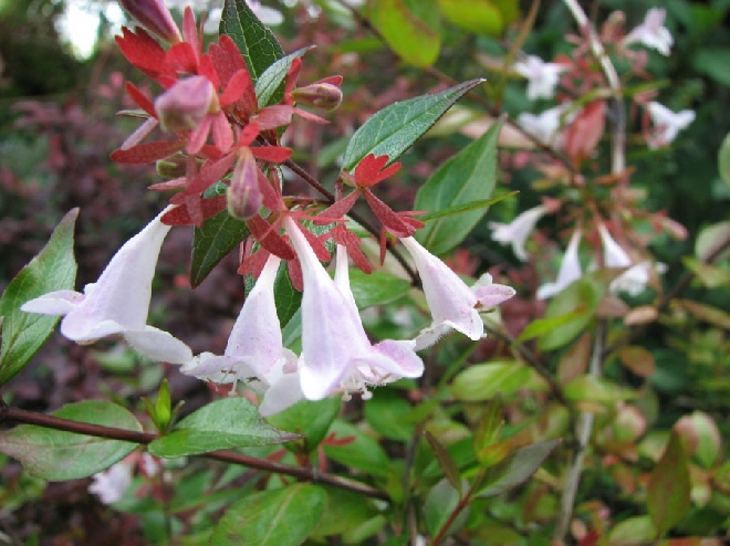 bloemen uit latijns amerika kleine bloeiende struiken potplanten buiten schaduw bloemen uit latijns amerika kleine bloeiende struiken potplanten buiten schaduw