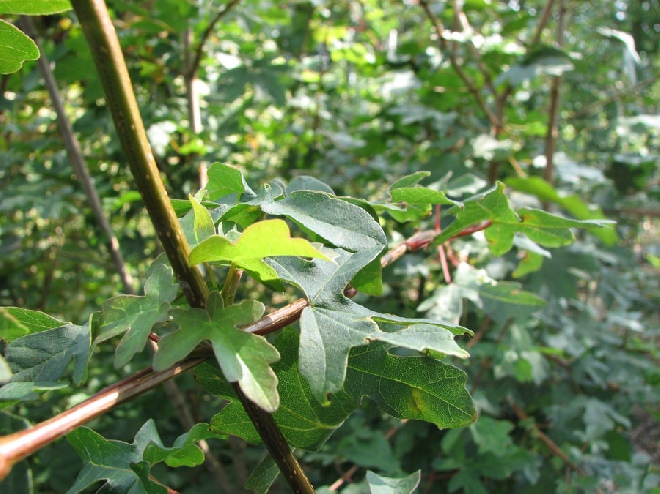 Jan den Hertog Tuinplanten Boskoop Jan den Hertog Tuinplanten Boskoop