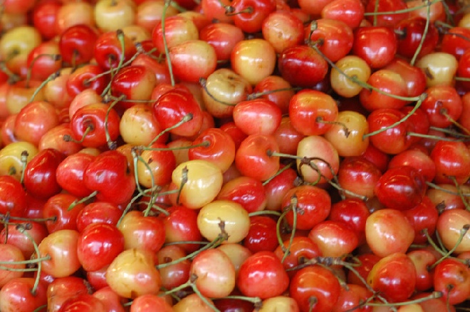 Bomenzoeker Webwinkel assortiment2 onderdeel van Jan den Hertog Tuinplanten Boskoop Bomenzoeker Webwinkel assortiment2 onderdeel van Jan den Hertog Tuinplanten Boskoop
