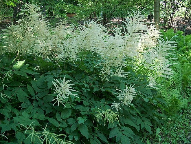 siergras met witte pluimen