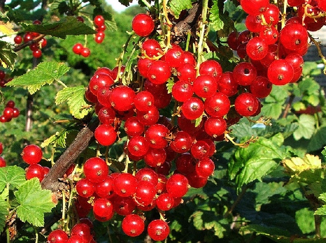 Ribes rubrum 'Red Poll'