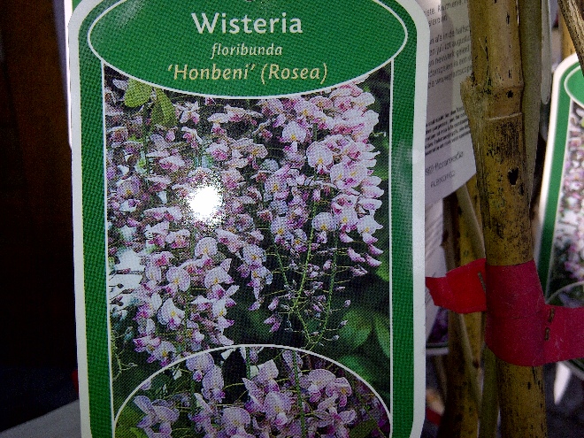 blauwe regen kopen boskoop jan den hertog tuinplanten boskoop blauwe regen kopen boskoop jan den hertog tuinplanten boskoop