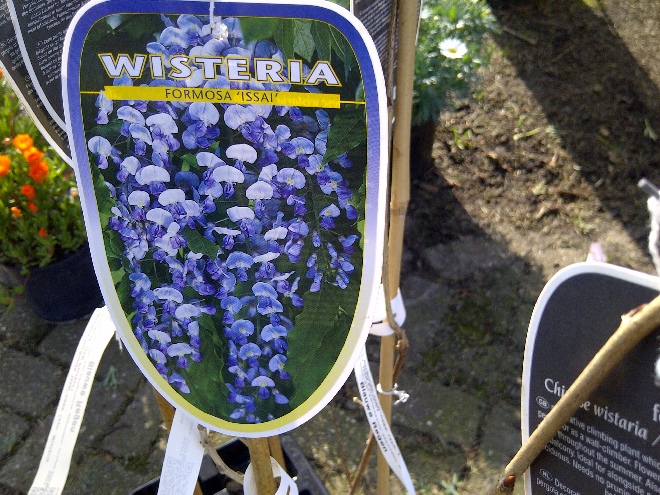 blauwe regen kopen boskoop jan den hertog tuinplanten boskoop blauwe regen kopen boskoop jan den hertog tuinplanten boskoop
