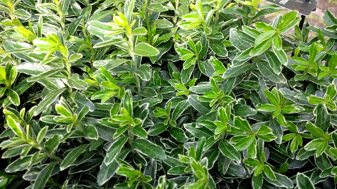 Jan Den Hertog Tuinplanten Boskoop